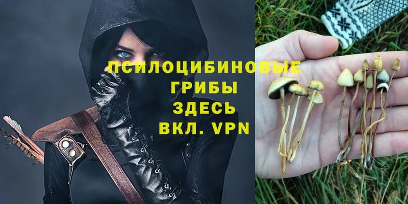 наркотики  площадка клад  Псилоцибиновые грибы Magic Shrooms  Нижнеудинск 